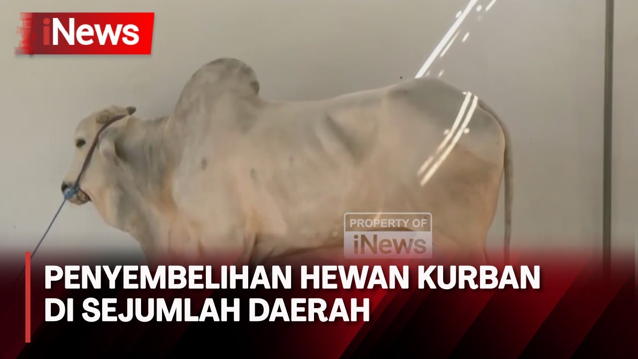 Boleh kah Daging Kurban Diberikan Kepada Tetangga Nonmuslim?