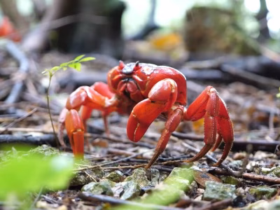 Migrasi Kepiting Merah Pulau Christmas Simpan Keajaiban Alam