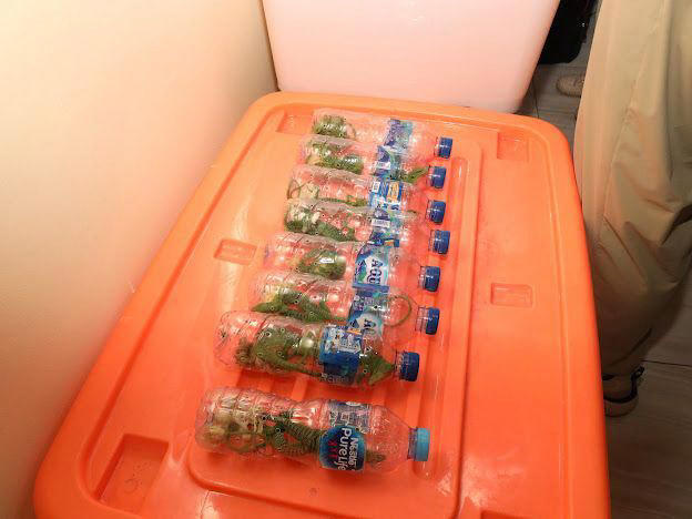 TNI AL Gagalkan Penyelundupan Ratusan Reptil Papua Di Kapal