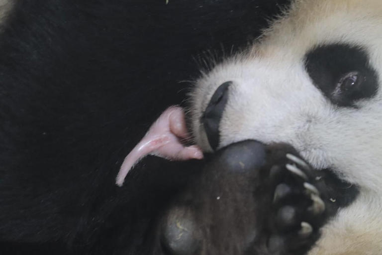 Bayi Panda RIO Lahir, Simbol Keberhasilan Konservasi Indonesia