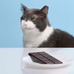 Bahaya Cokelat Bagi Kucing Bisa Menyebabkan Kematian Tragis