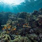 Data Terbaru: 50 Persen Air Di Dunia Sudah Tak Lagi Bersih