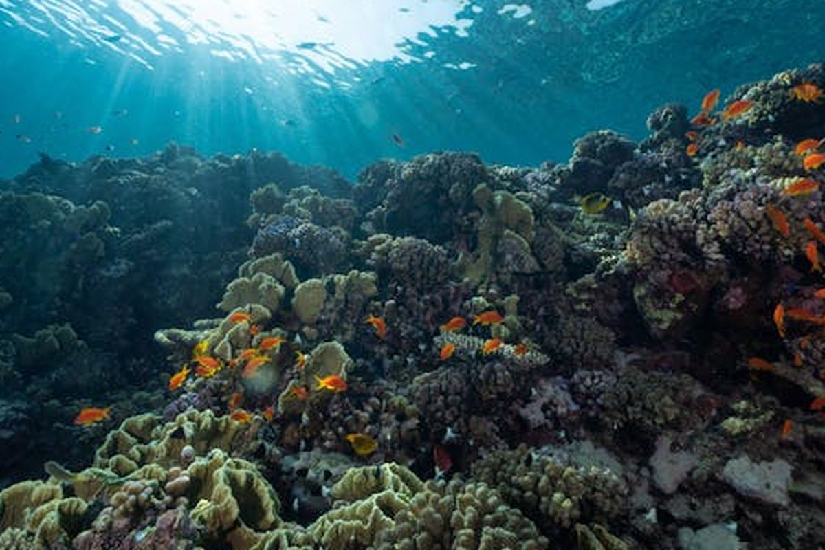 Data Terbaru: 50 Persen Air Di Dunia Sudah Tak Lagi Bersih