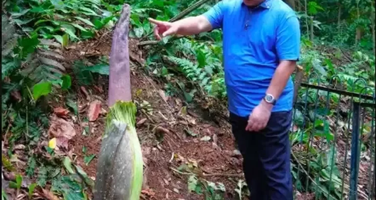 Momen Langka: Besok Waktunya Bunga Bangkai Bogor Mekar!