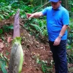 Momen Langka: Besok Waktunya Bunga Bangkai Bogor Mekar!