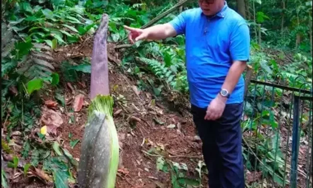 Momen Langka: Besok Waktunya Bunga Bangkai Bogor Mekar!