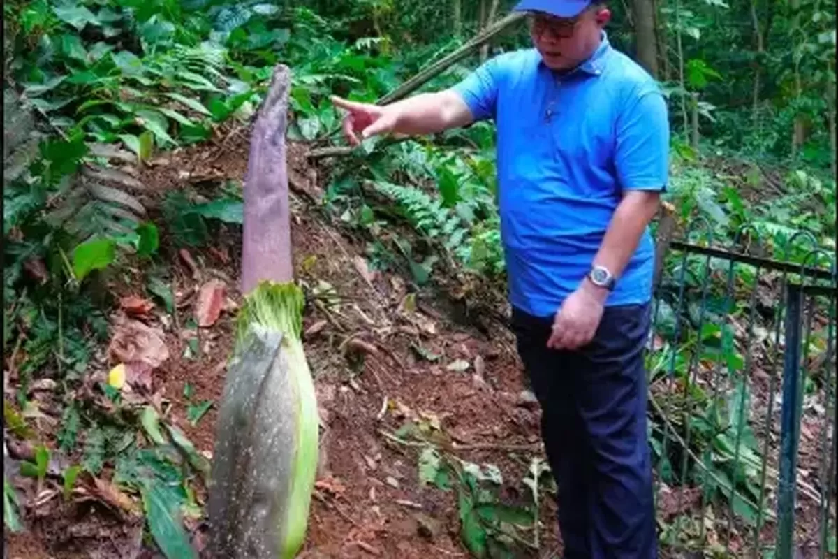 Momen Langka: Besok Waktunya Bunga Bangkai Bogor Mekar!