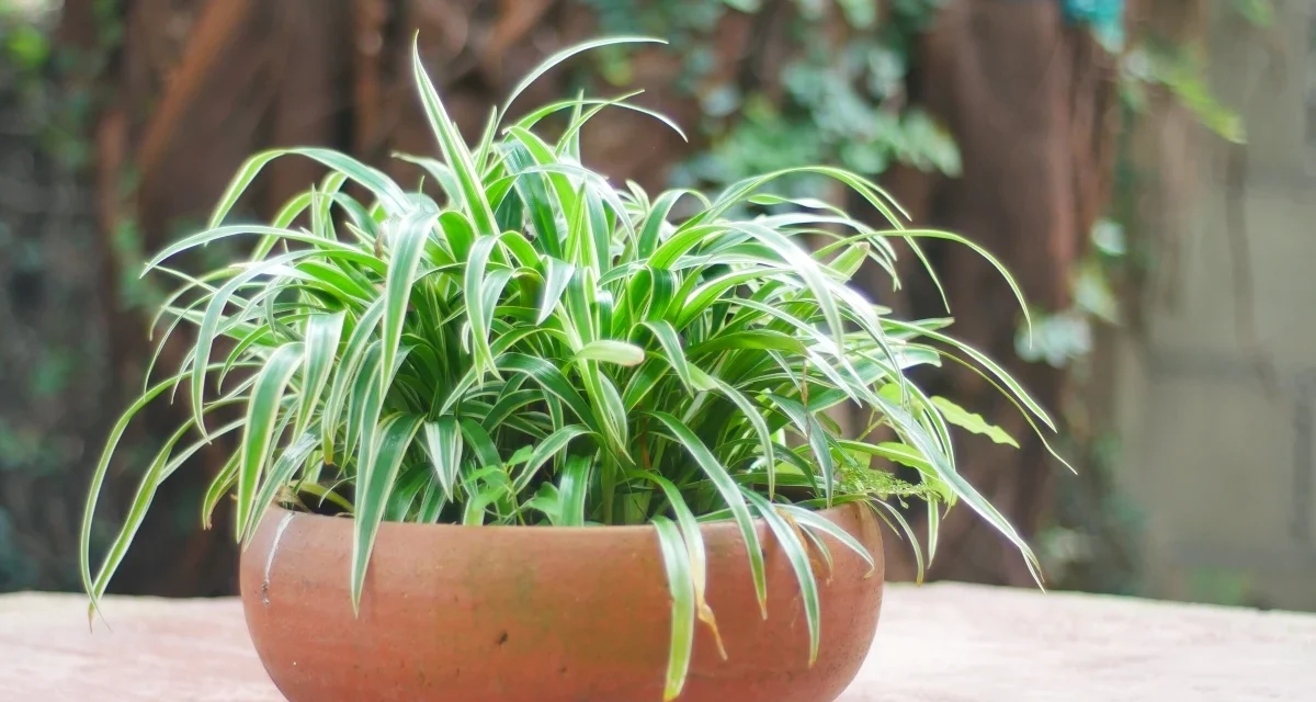 Anti Sesak! Cek Pohon Steril Udara Ini