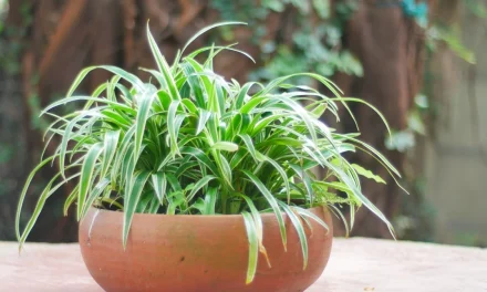 Anti Sesak! Cek Pohon Steril Udara Ini