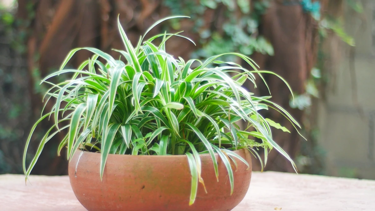 Anti Sesak! Cek Pohon Steril Udara Ini