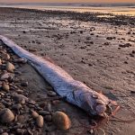 Hukum Laut Lumpuh, Samudra Di Ambang Kiamat