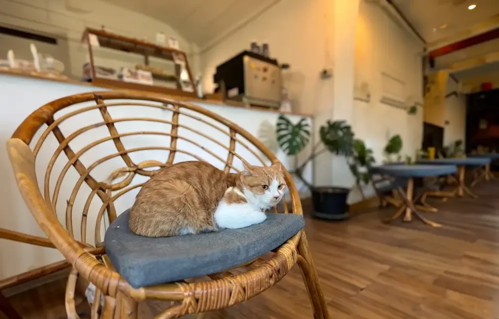 Pilihan Cat Cafe Seru Di Jakarta Yang Wajib Di Coba