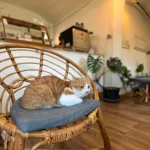 Pilihan Cat Cafe Seru Di Jakarta Yang Wajib Di Coba