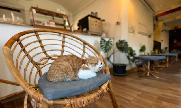 Pilihan Cat Cafe Seru Di Jakarta Yang Wajib Di Coba