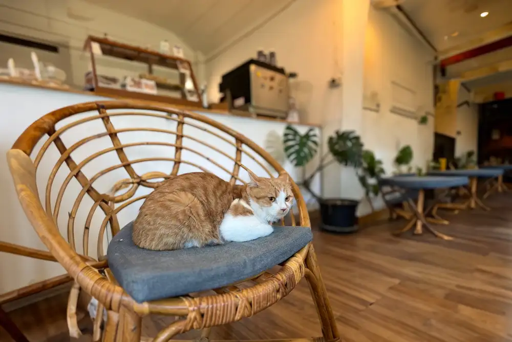 Pilihan Cat Cafe Seru Di Jakarta Yang Wajib Di Coba